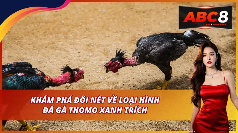 Nguồn gốc và sức hút của đá gà Thomo